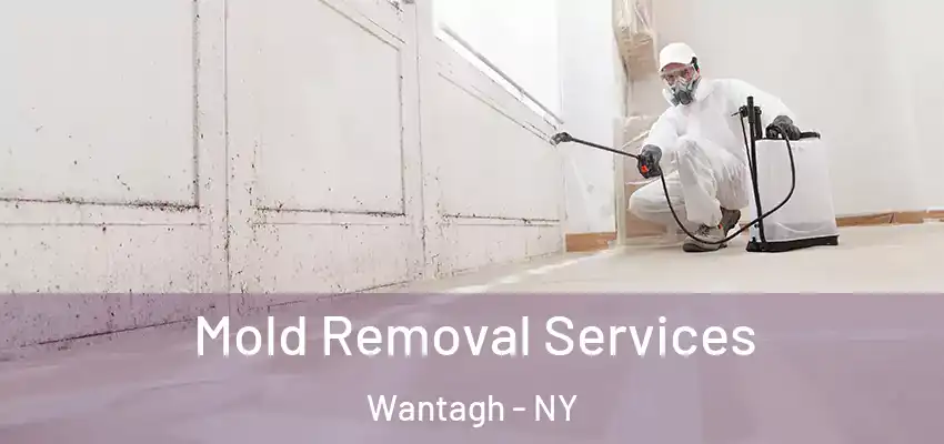 Mold Removal Services Wantagh - NY