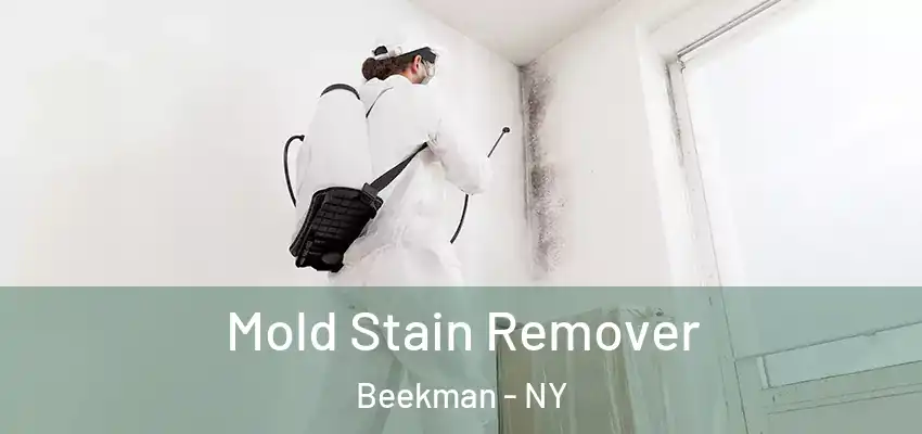 Mold Stain Remover Beekman - NY