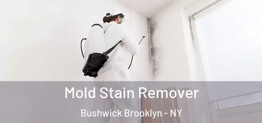  Mold Stain Remover Bushwick Brooklyn - NY